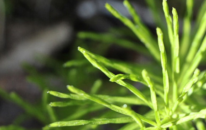 Preslica (Equisetum) Preslica (Equisetum)